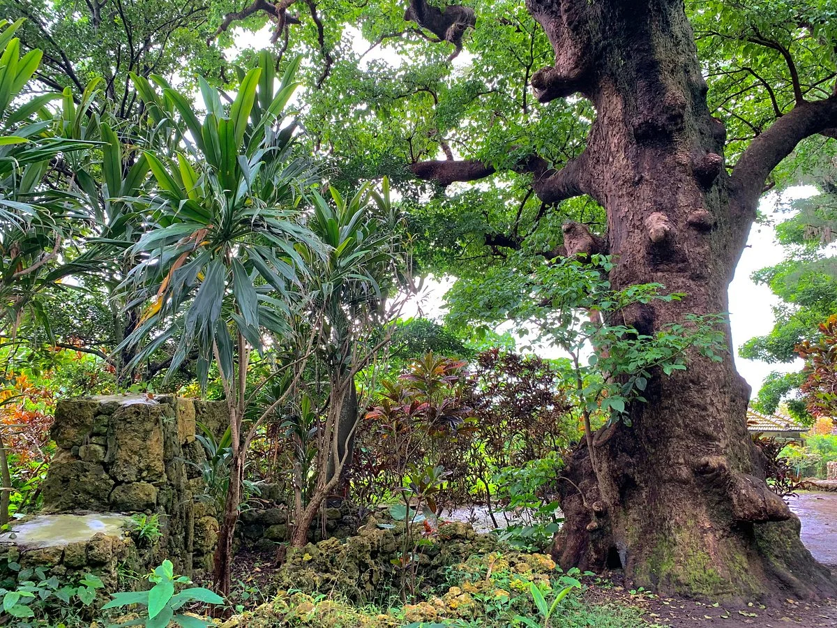 Shurikinjocho Oakagi Tree