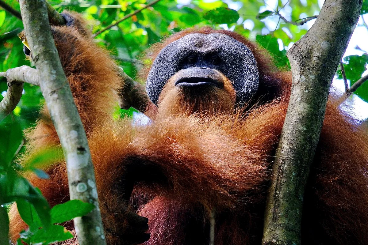 Sumatra Orangutan Explore