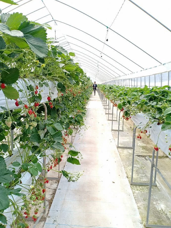 Tado Green Farm