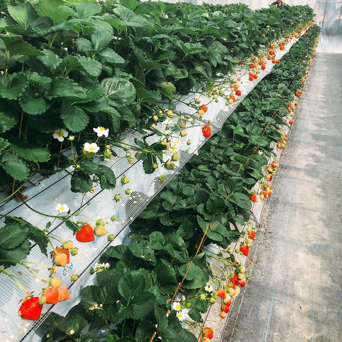 Koshigaya Strawberry Suga Farm