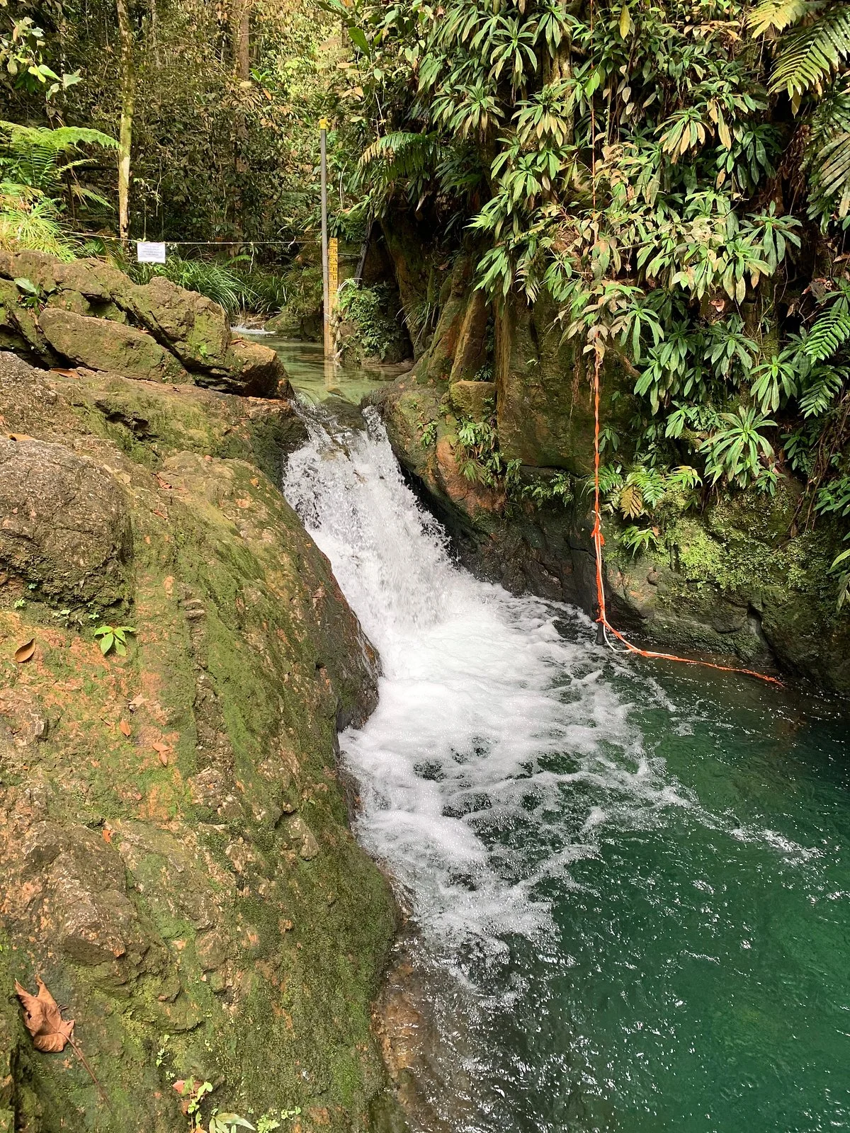 Ayer Hitam Forest Reserve
