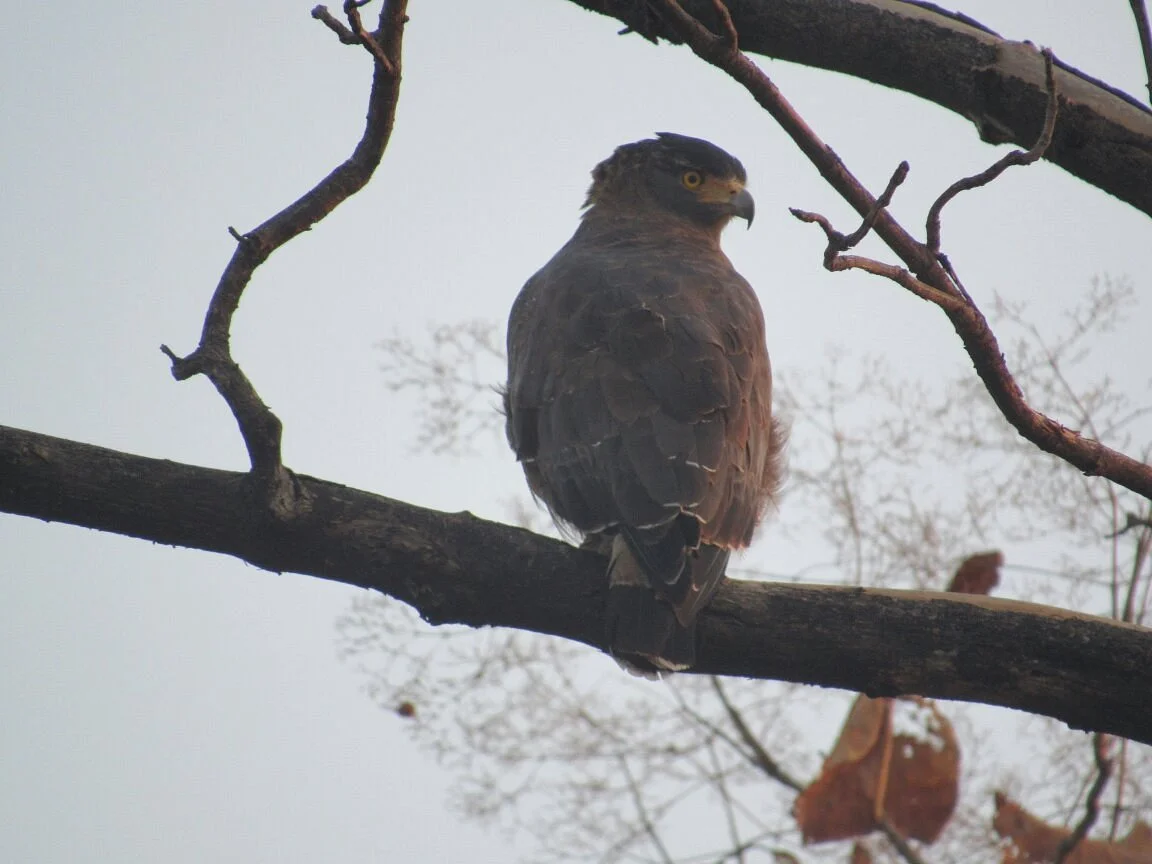 Kheoni Wildlife Sanctuary