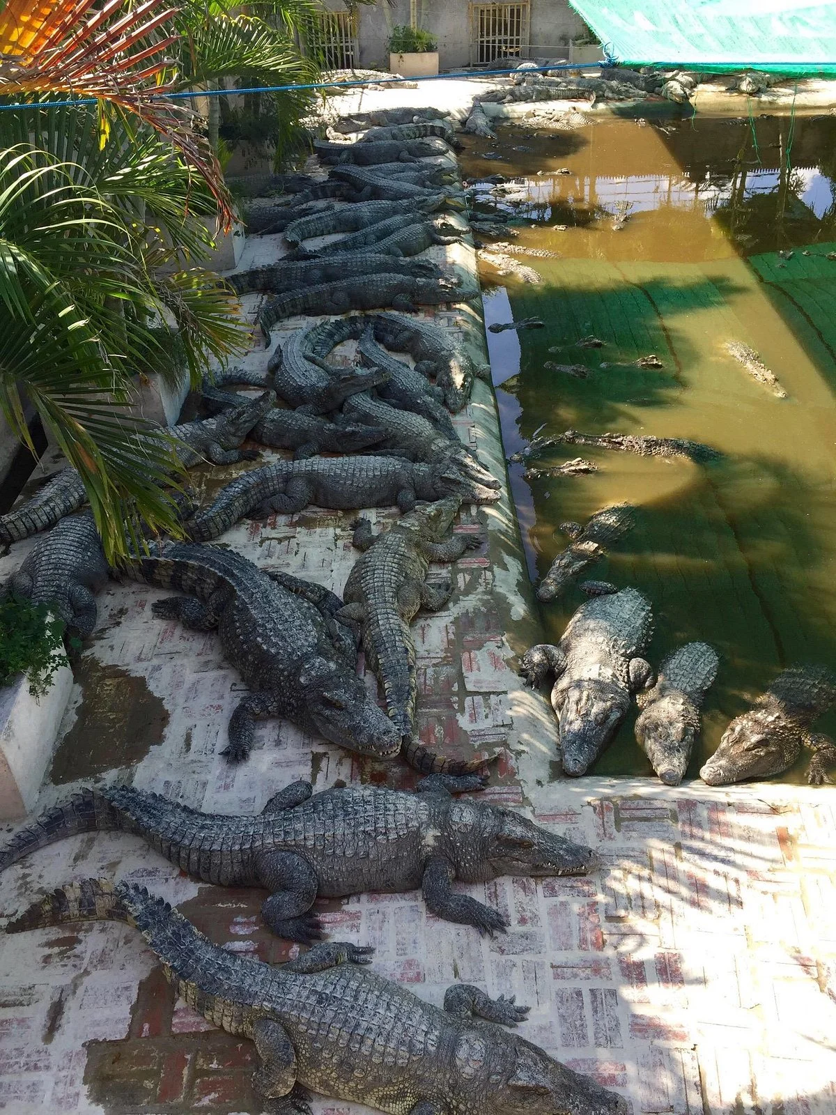 Battambang Crocodile Farm