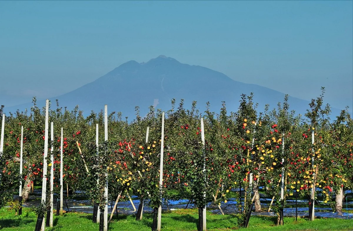 Apple Road