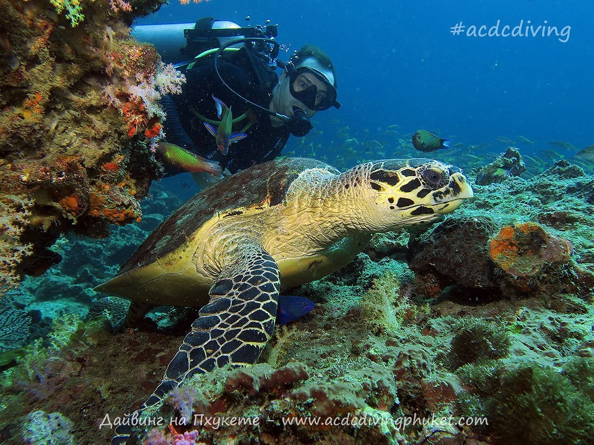 ACDC Diving