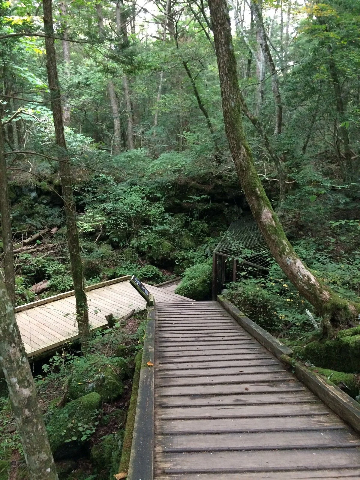 Saiko Bat Cave