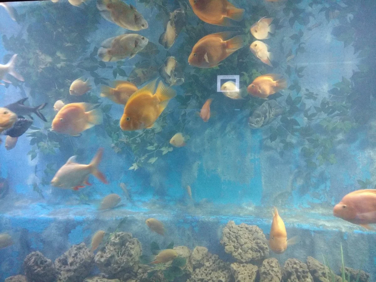 Taraporewala Aquarium
