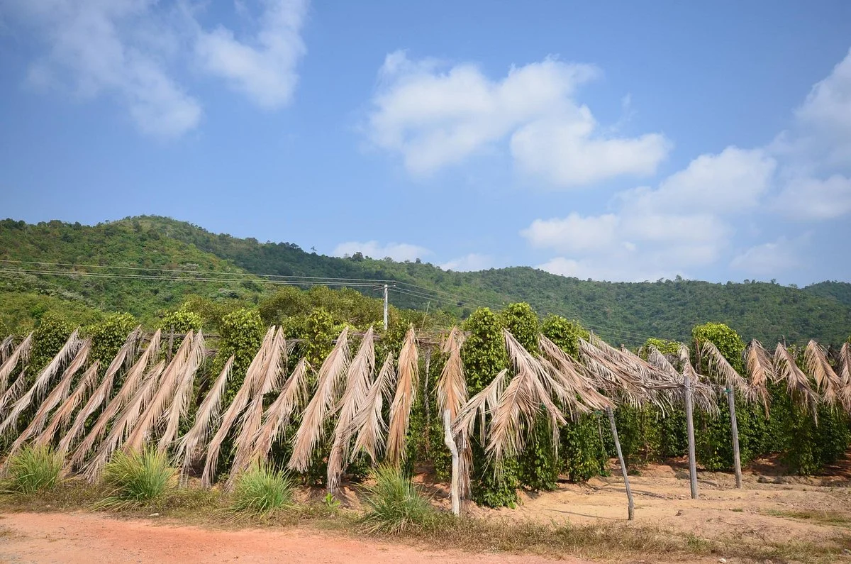 Sothy's Pepper Farm