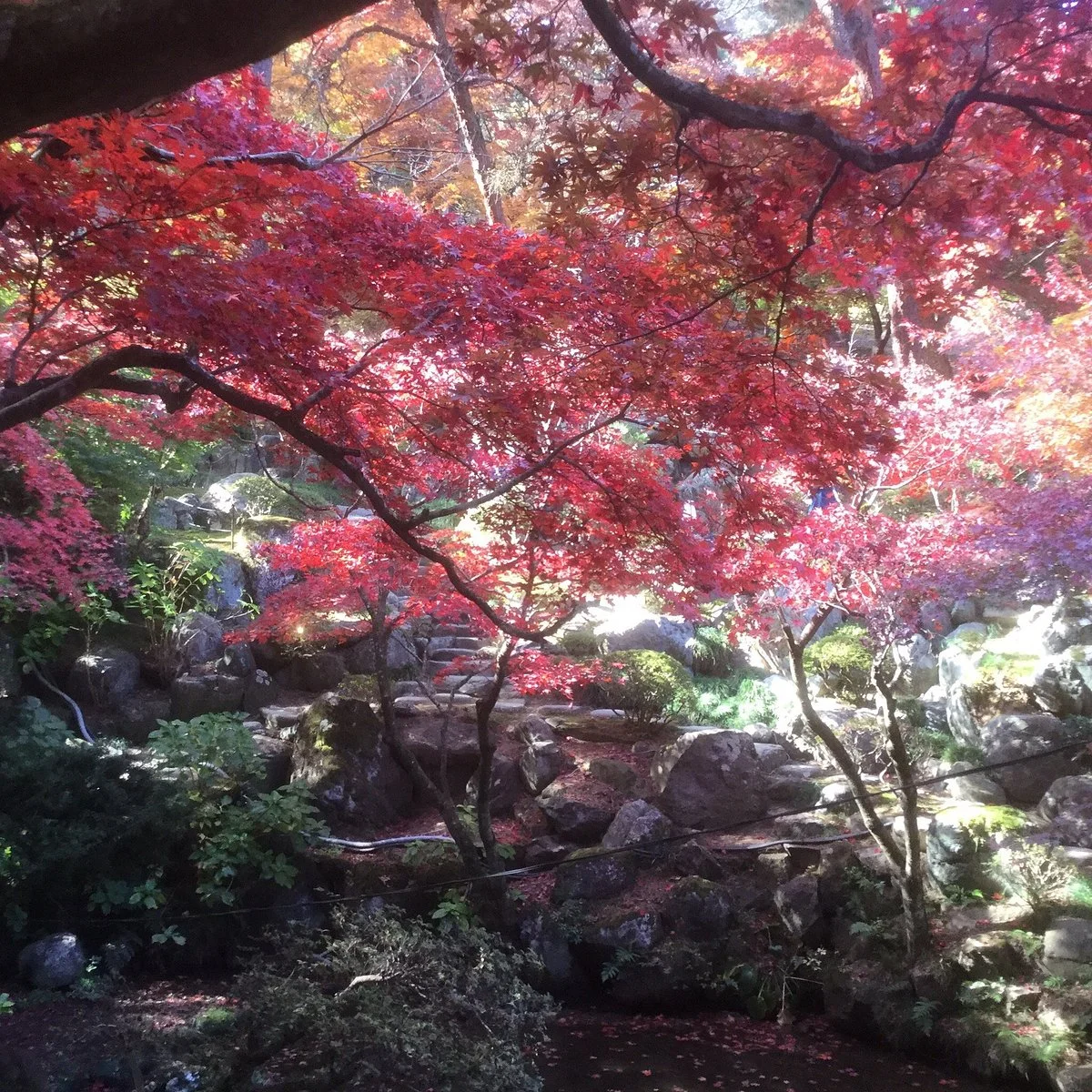 Byakue Kannon-ji Temple