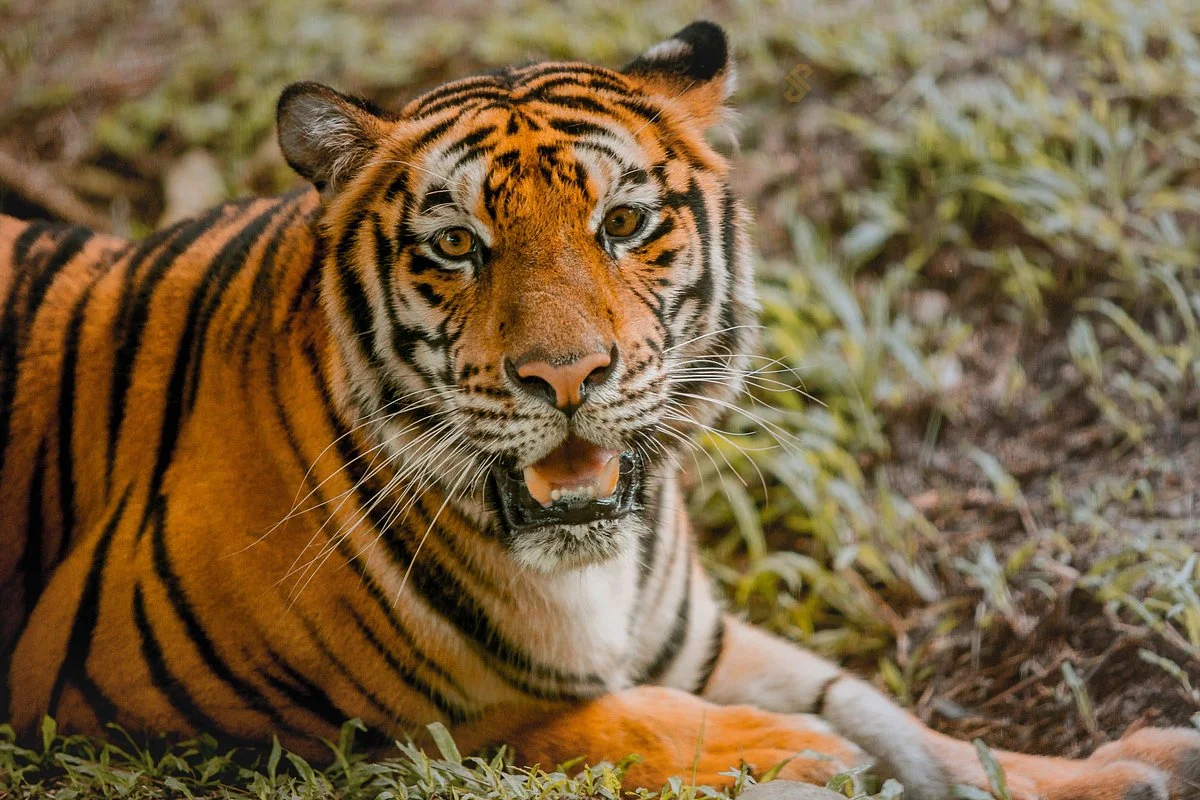 Cebu Safari & Adventure Park