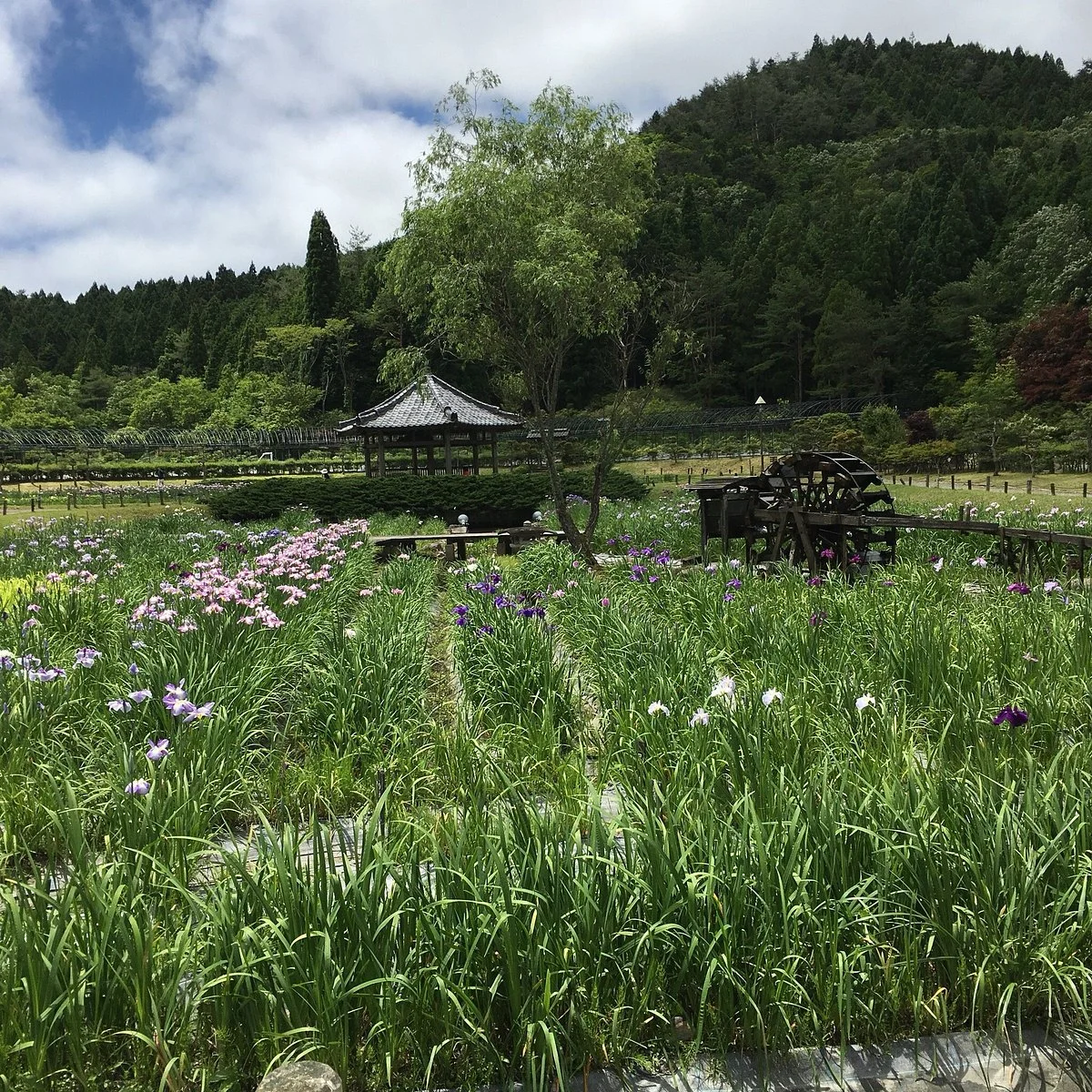 Eitakuji hana Shobu Gardens
