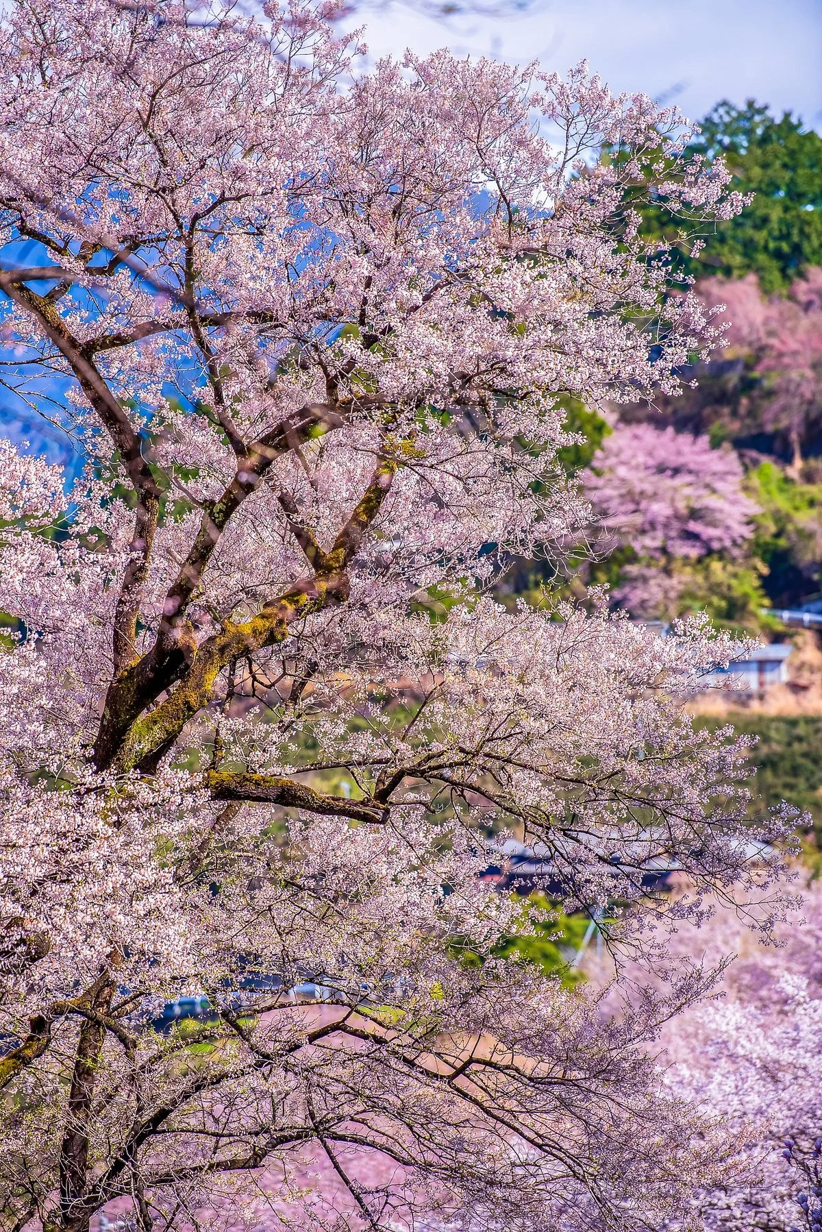 Hyotan Sakura Park
