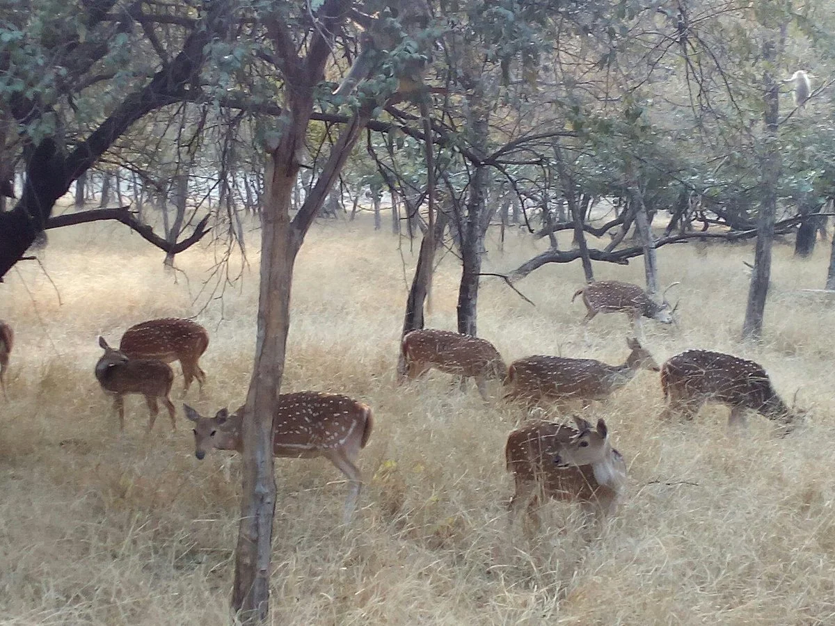 Sawai Mansingh Sanctuary