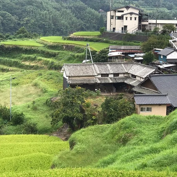 Uchinari Rice Terraces