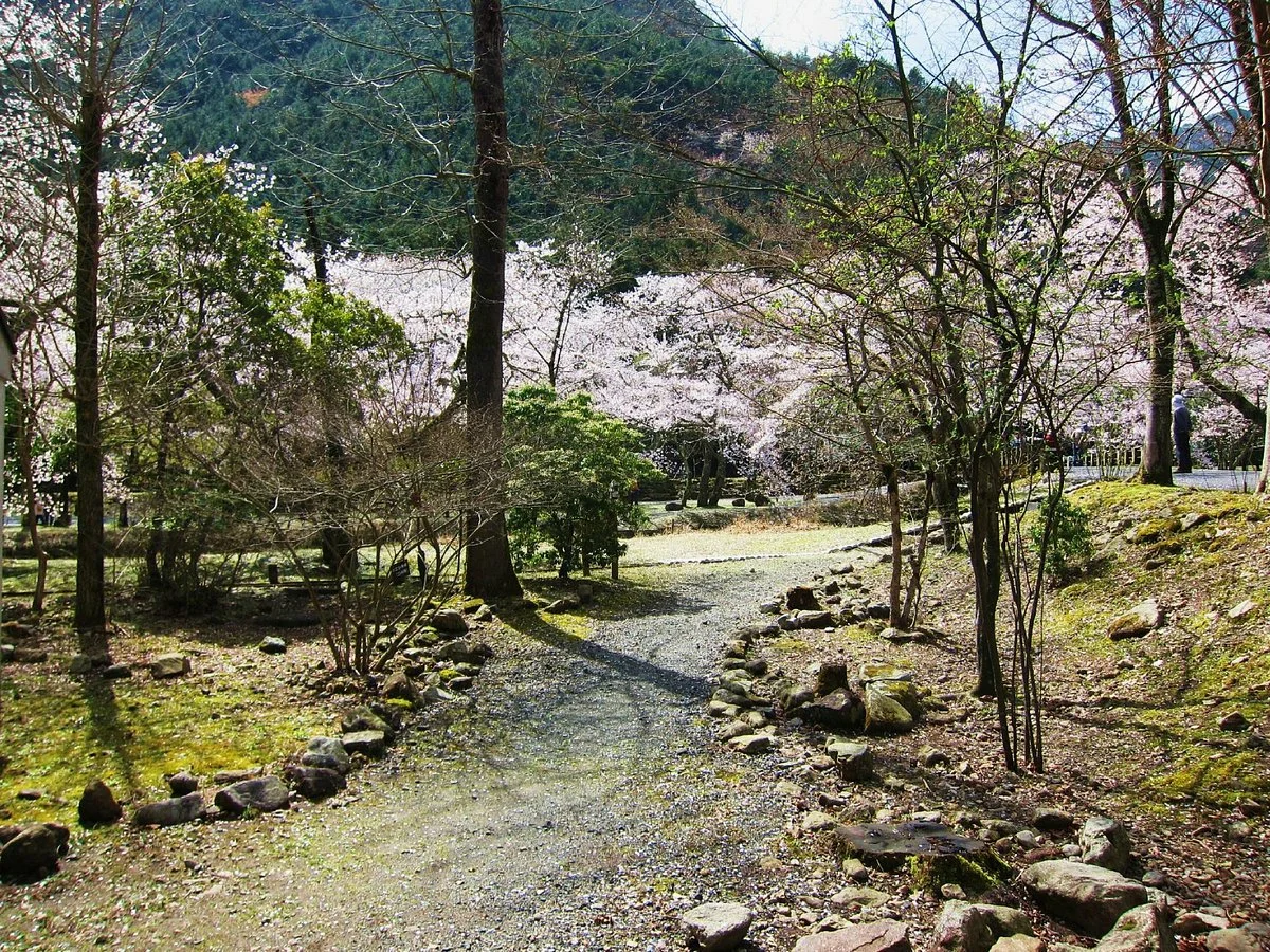 Kuramachino Sakura