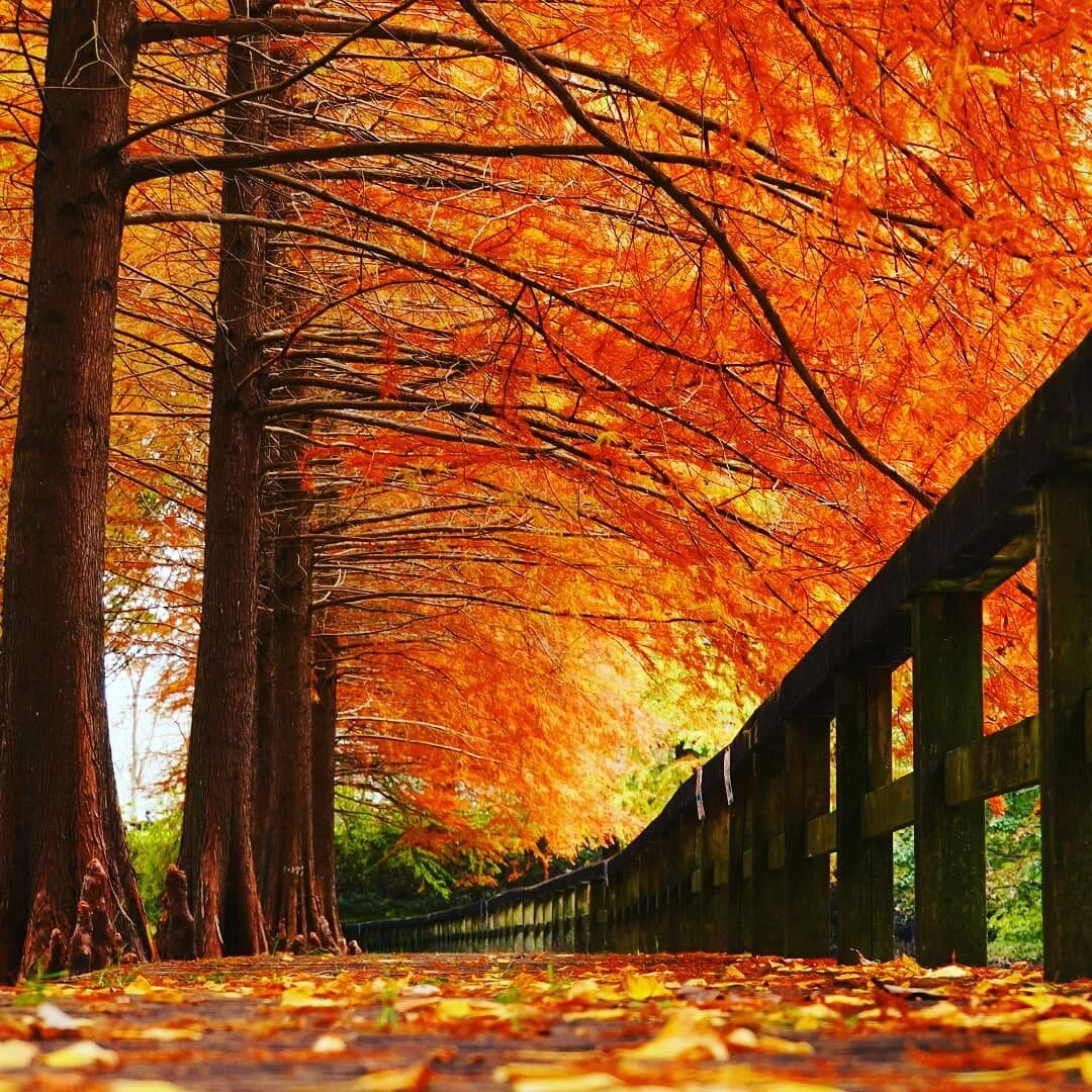 Mannoike Forest Park