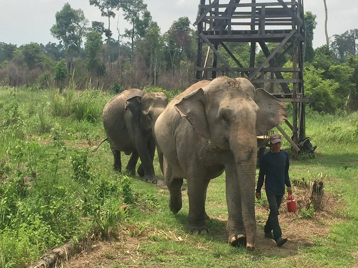 Cambodia Wildlife Sanctuary
