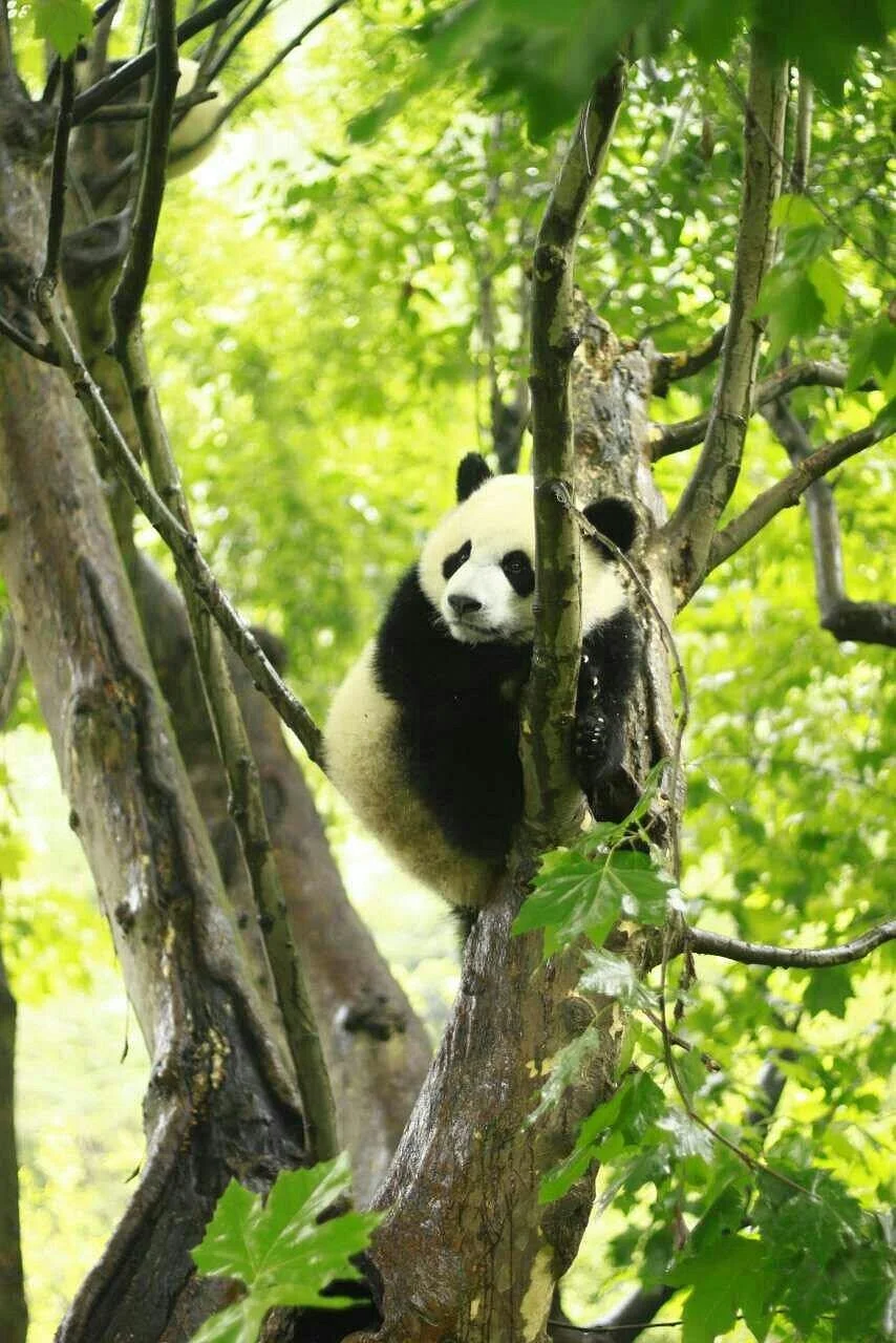 Panda Valley