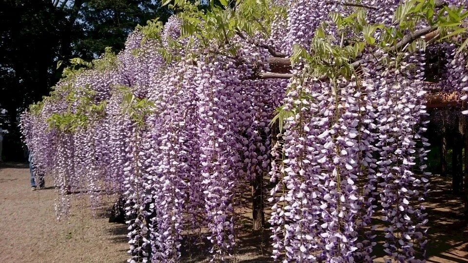 Kasukabe Fuji Matsuri