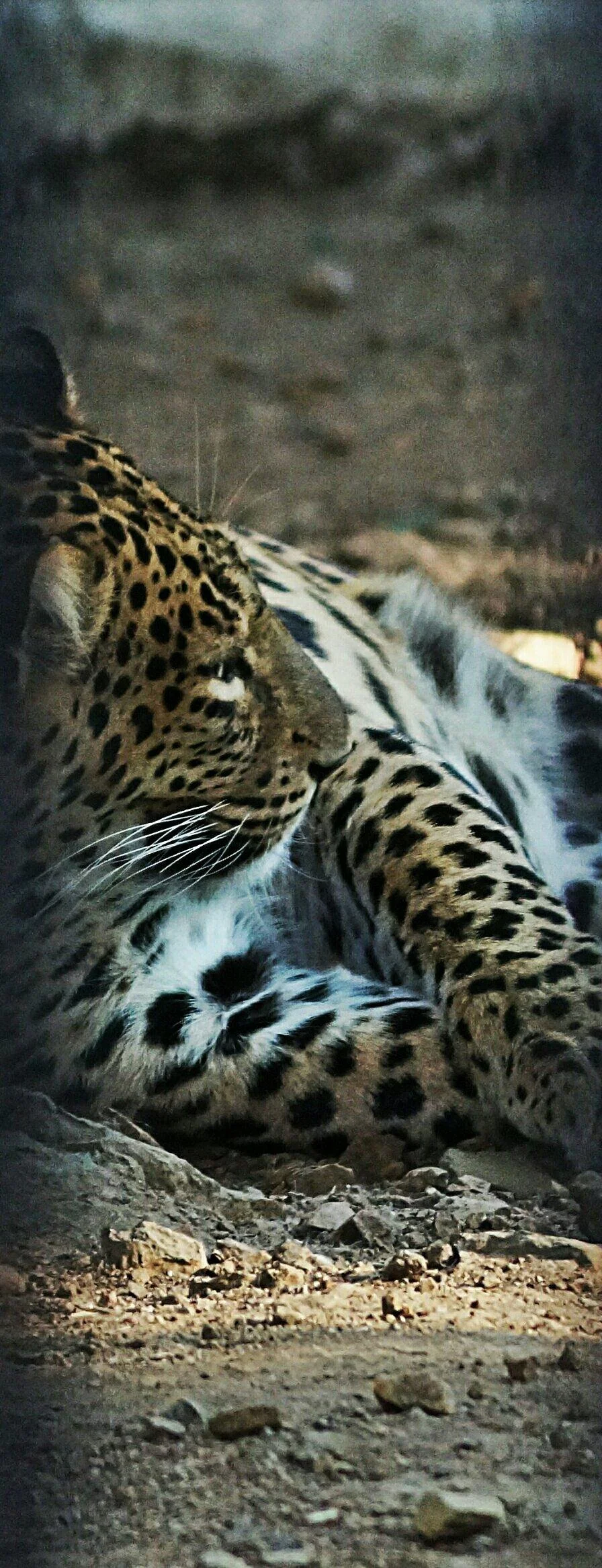 Maharaj Baug and Zoo