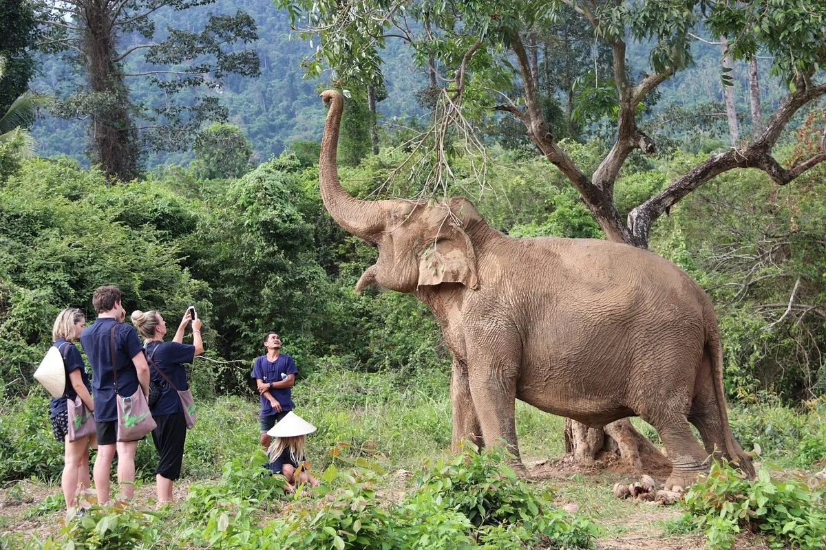 Samui Elephant Home