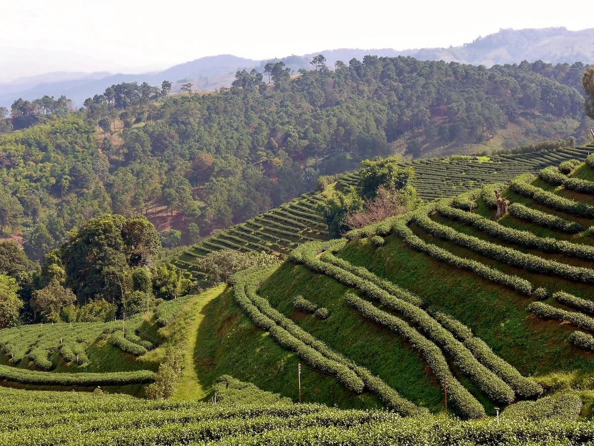 Tea Plantations