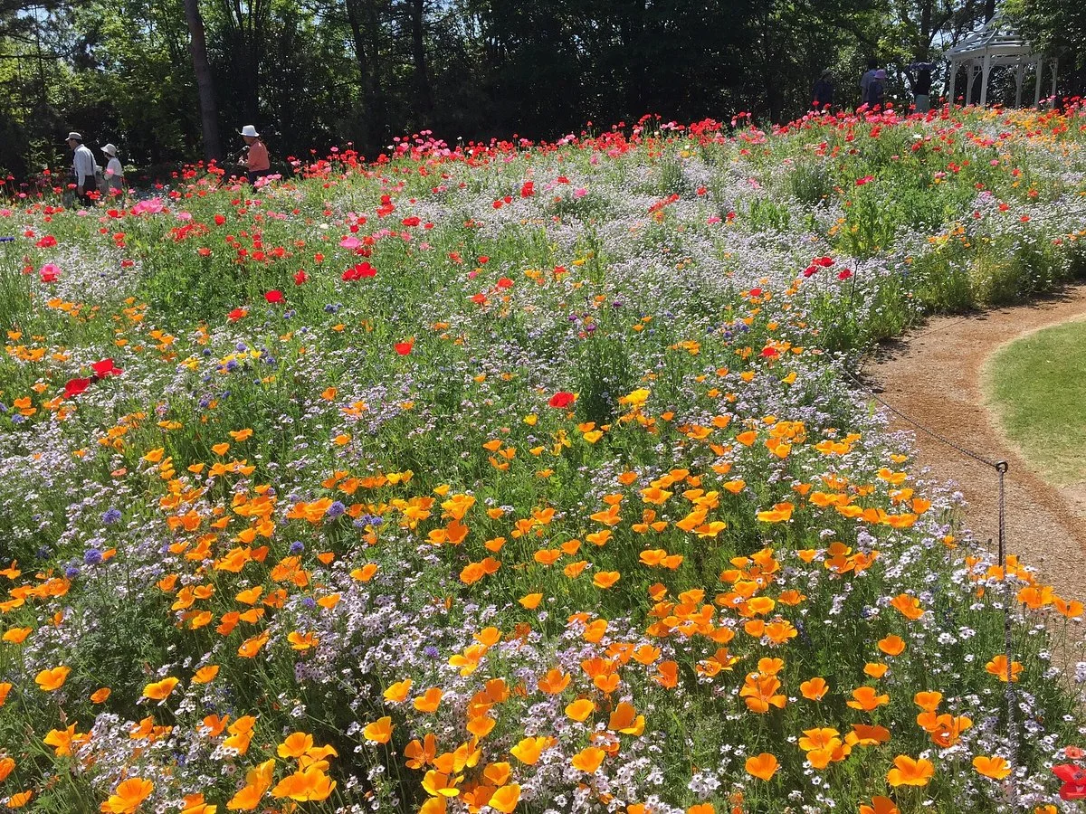 Nagoya Port Wildflower Garden Blue Bonnet