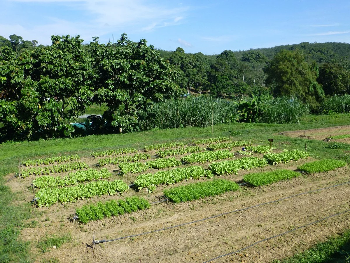 Titi Eco Farm