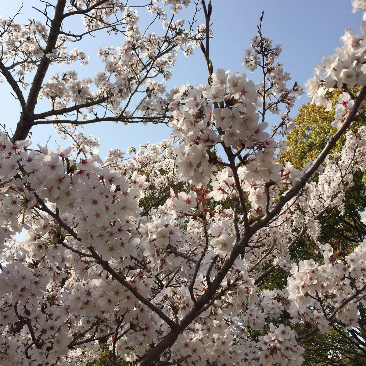 Kishiwada Central Park