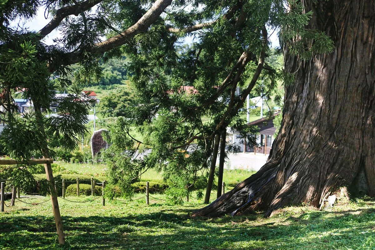 Japanese Cedar Tree of Sugisawa