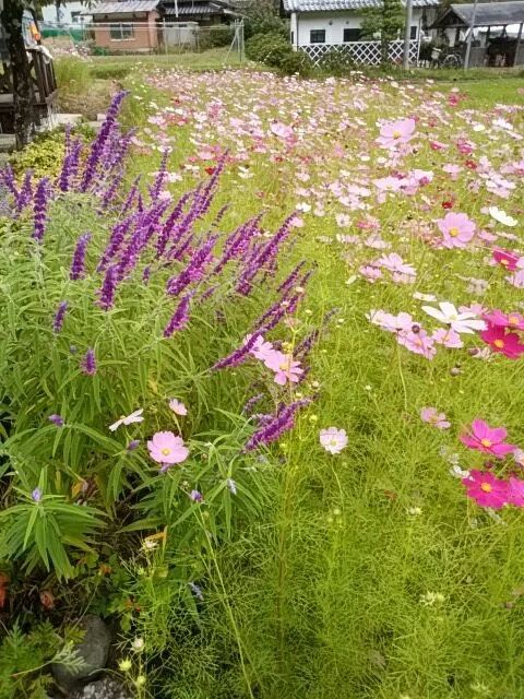 Kiyozumi Cosmos Park