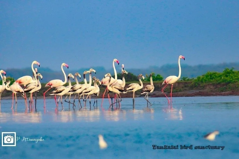 Mannar Bird Sanctuary