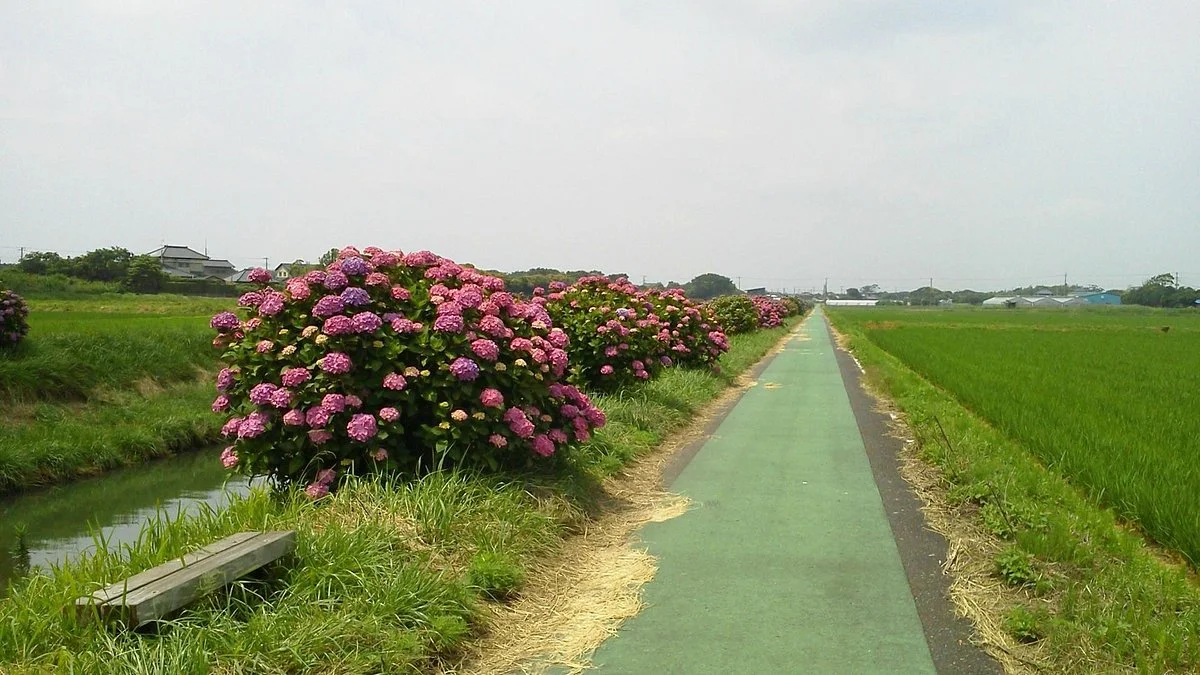 Fureai Hydrangeas Road