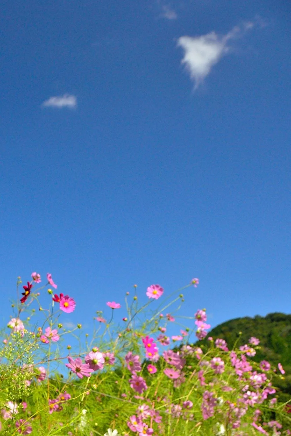 Toyono Cosmos Flower Field