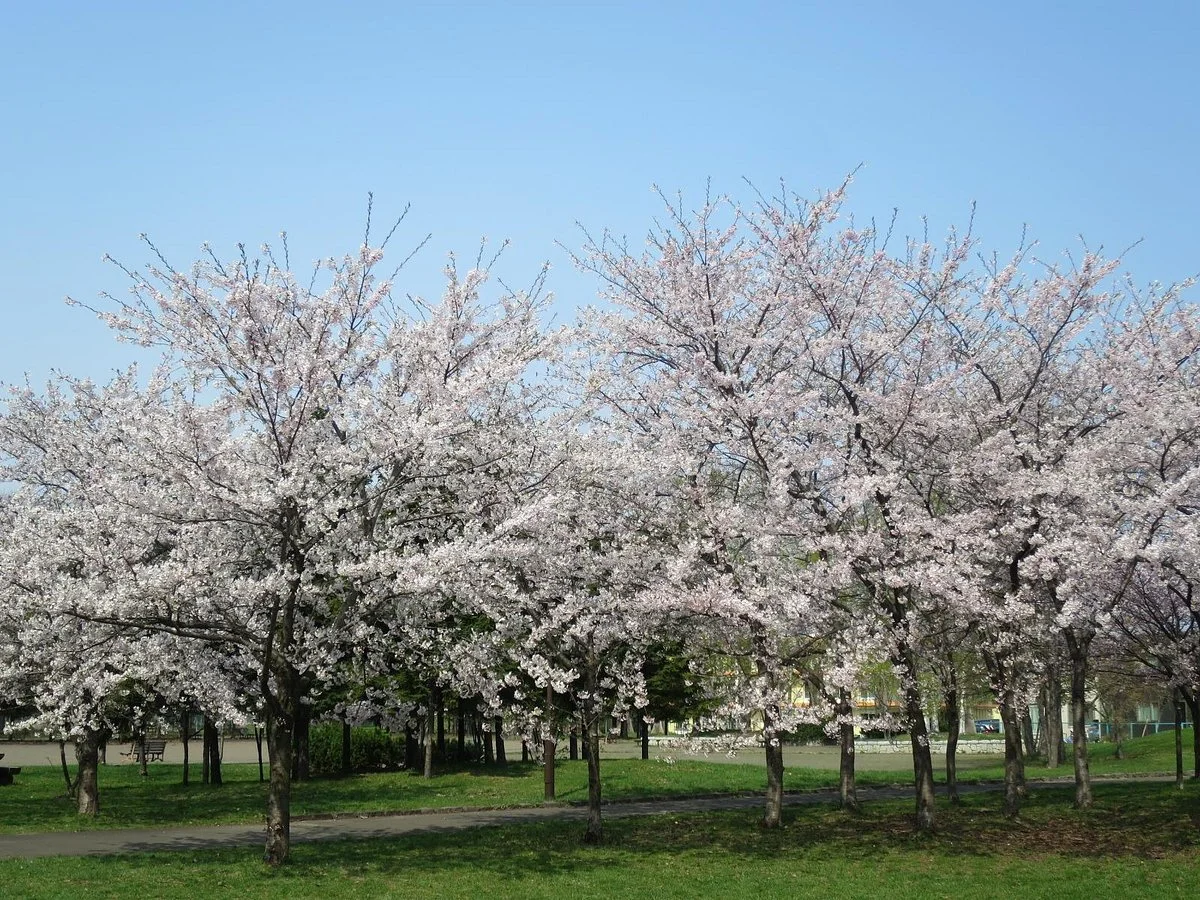 Noshi Park