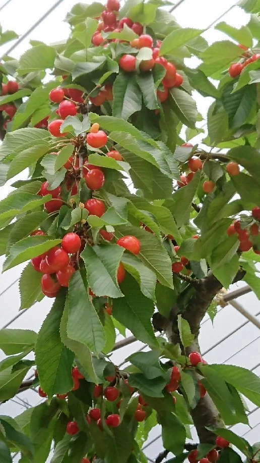 Konno Fruits Gaden
