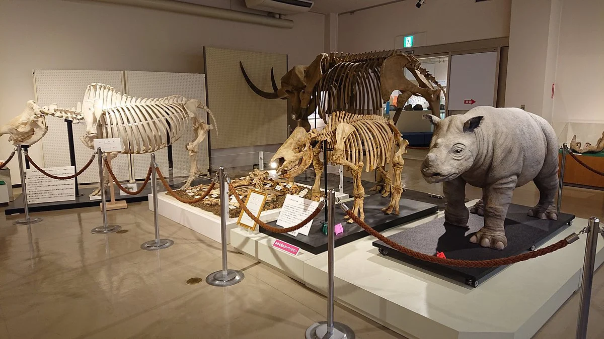 Kuzuu Fossil Museum