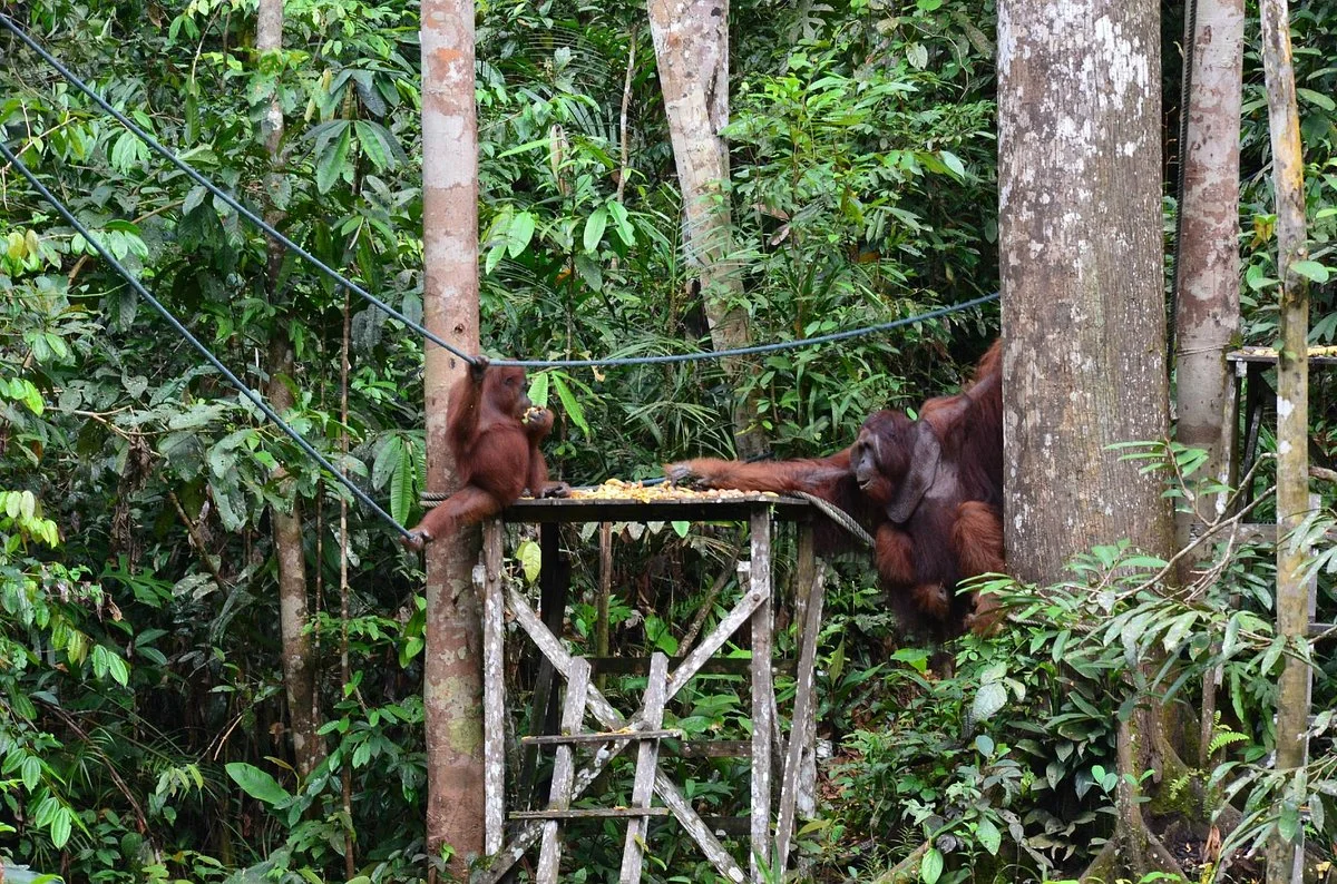The Great Orangutan Project