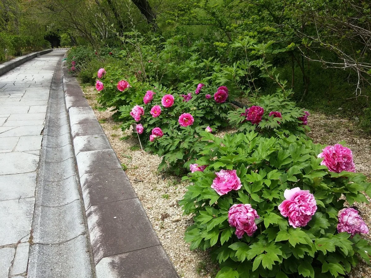 Handayama Botany