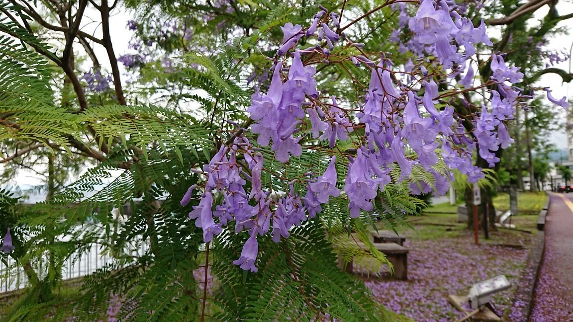 Jacaranda Street