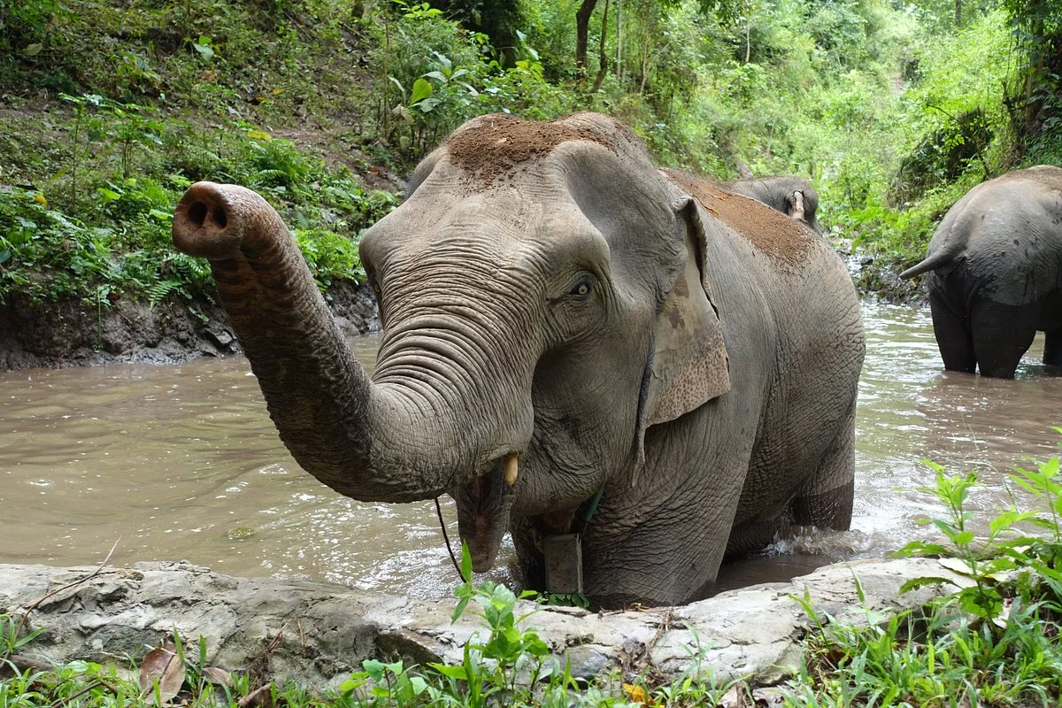 Mekong Elephant Park