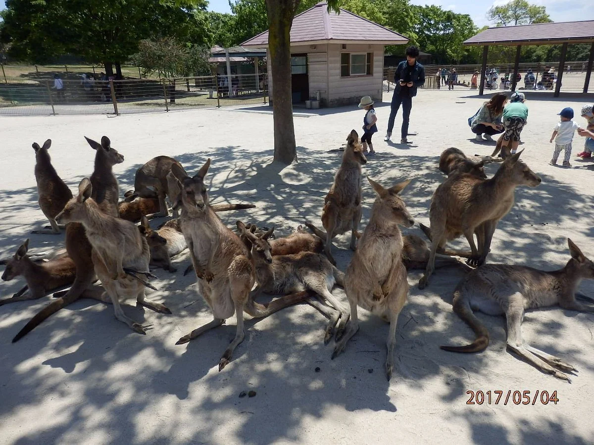Hibiki Animal World
