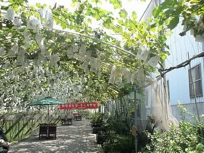 Lu Wine House—Lu Grape Trees Tunnel