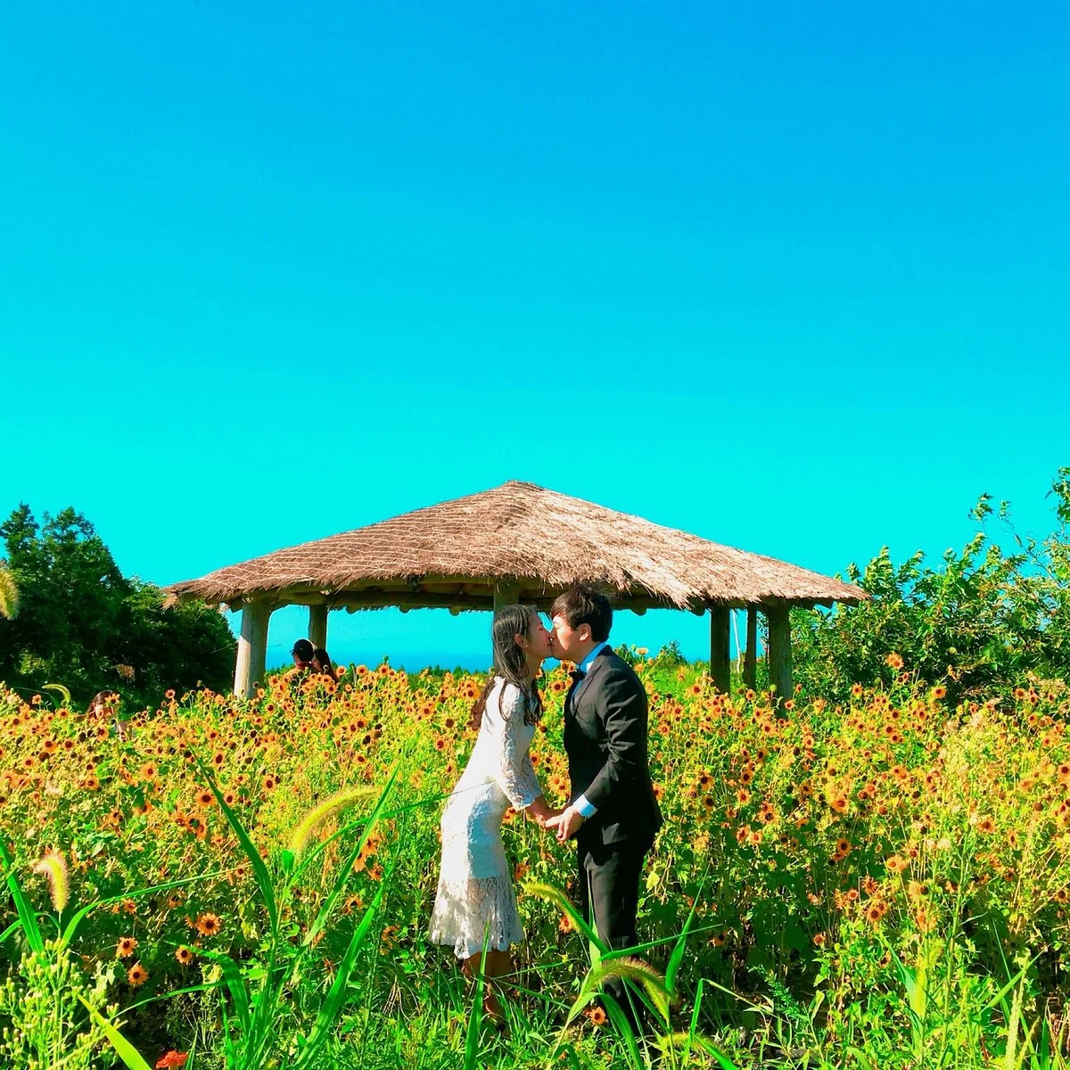 Kim Kyung-Sook Sunflower Farm
