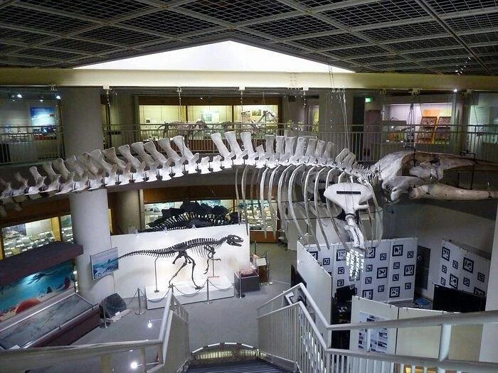 Tohoku University of Natural History