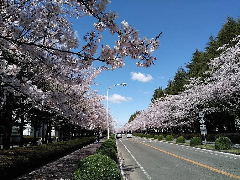Norin Sakuradori