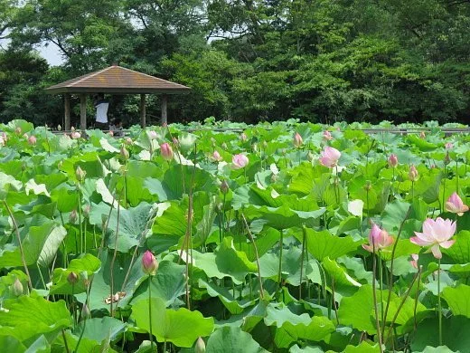 Hoshina Pond