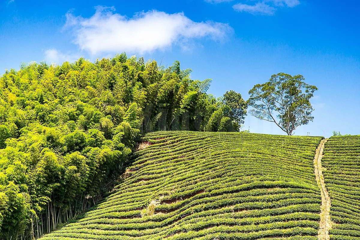 Xiaobantian Mengzongzhu Green Trail