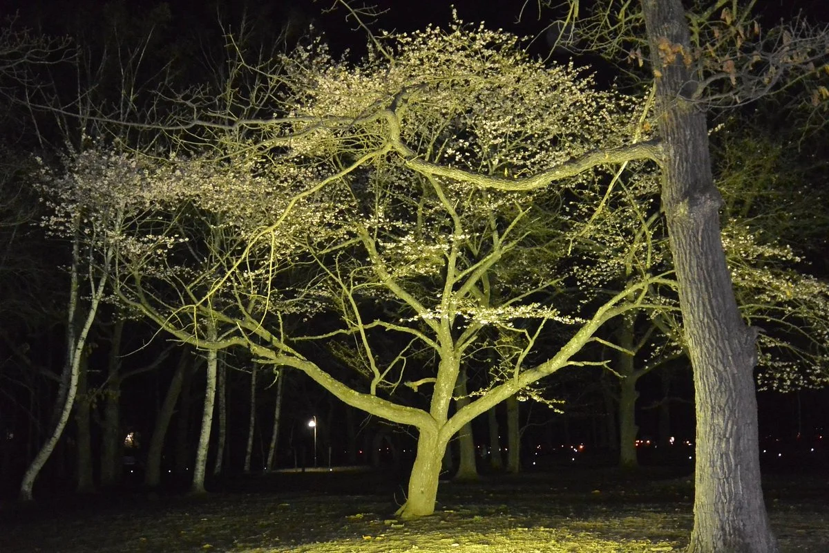Suzuran Park