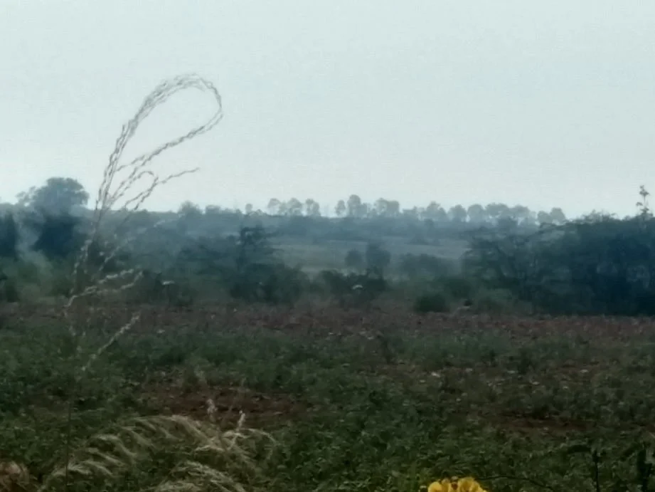 Ranebennur Blackbuck Sanctuary